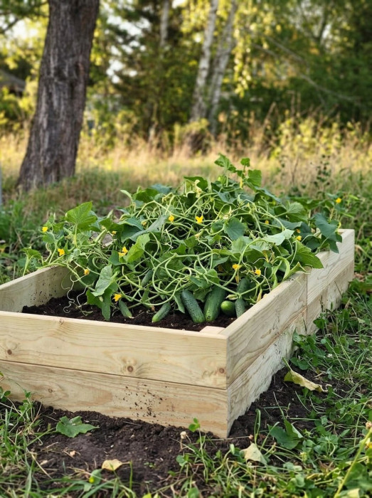 Garden Beds